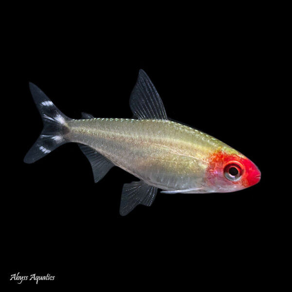 The Rummy Nose Tetra is a striking and classic addition to peaceful community tanks
