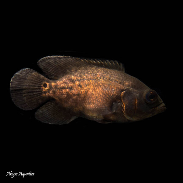 Smooth Red Oscar a large popular cichlid