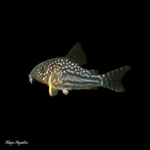 Sterbai corydora are a beautiful and classic species of corydora