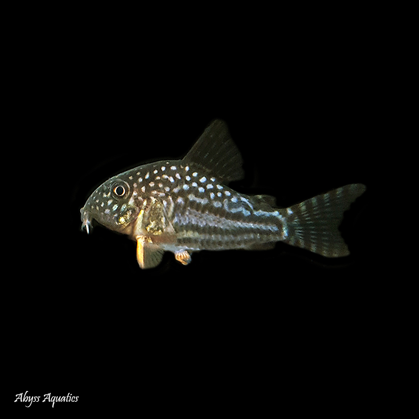 Sterbai Corydora Fast, Professional Service For healthy Corydoras fish