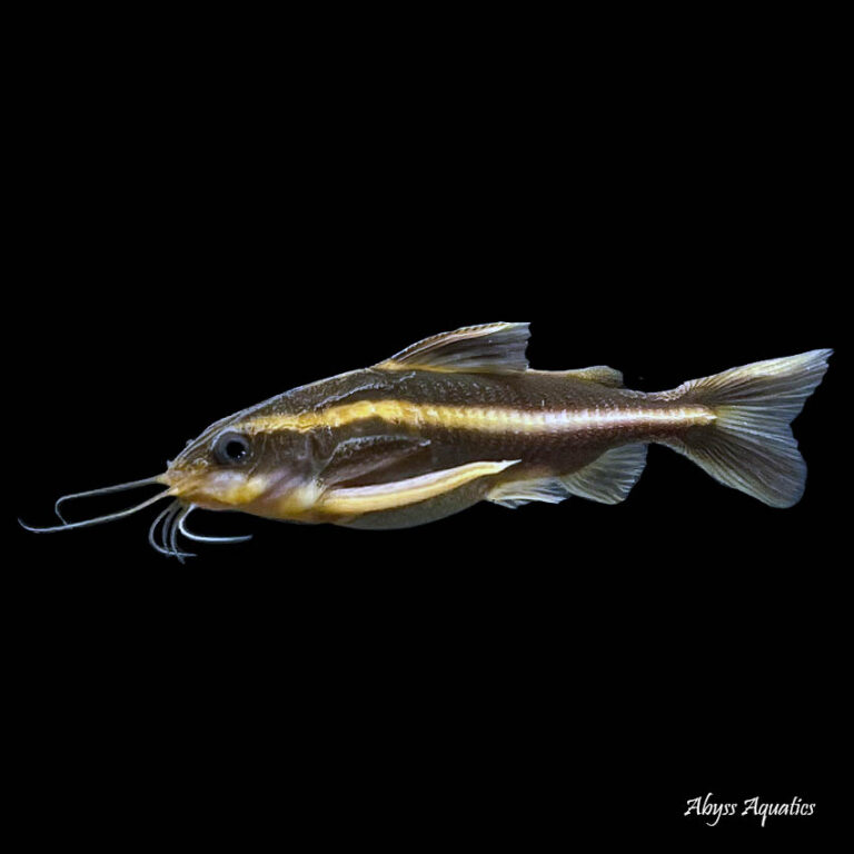 Shop Online for Oddball Catfish · Abyss Aquatics UK