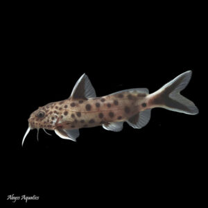 a photo of the truly beautiful Synodontis Petricola, a single fish against a black background