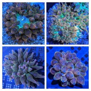 The Tri-colour Bubble Anemones (Entacmaea quadricolor) in the aquarium