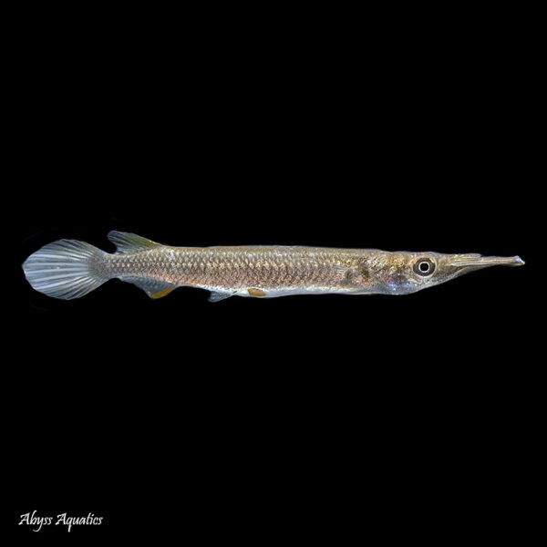 The Wrestling Halfbeak is a weird and wonderful live bearing species of fish