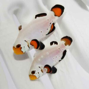 flurry clownfish pair