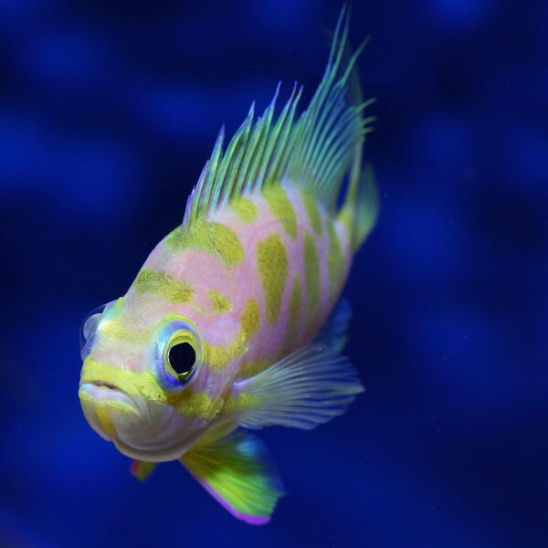 Borbonius Anthias are also known as Blotched Anthias.