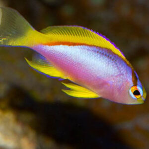 Ventralis Anthias Juv/Female, Pseudanthias ventralis, also go by the name Longfin Anthias.