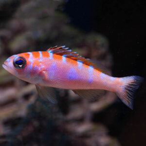 chalk bass swimming in an aquarium