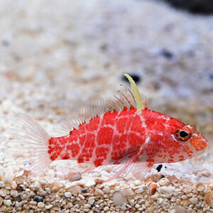 The Hi Fin Checker Hawkfish (Plectranthias inermis) perching in the aquarium