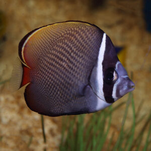 The Collare Butterflyfish (Chaetodon collare)