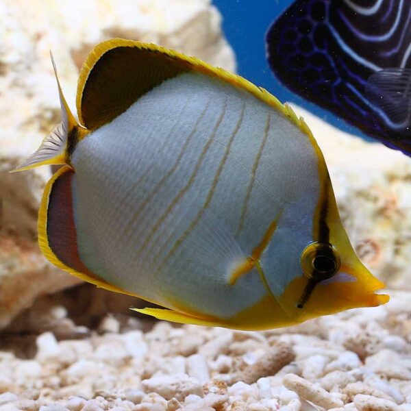 The Gold Rim Butterflyfish, Chaetodon xanthocephalus