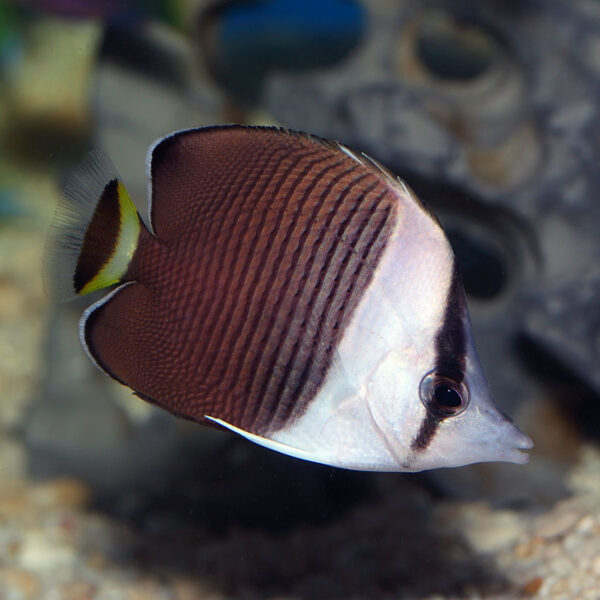 The Whiteface Butterflyfish in the aquarium