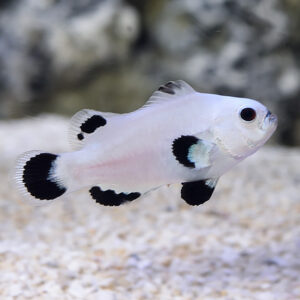 Snow Storm Clownfish are beautiful designer clowns