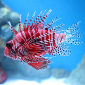 The Mombasa Lionfish, scientifically known as Pterois mombasae, swimming around the aquarium
