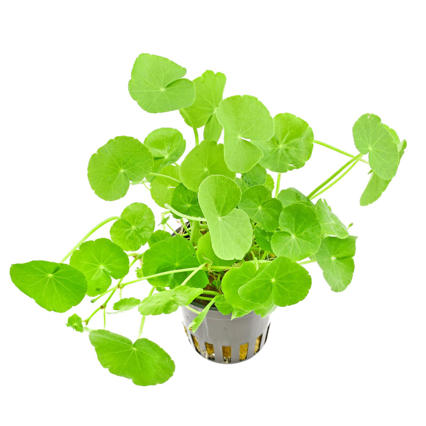 Hydrocotyle Leucocephala Potted Best aquarium plants online. Abyss UK.