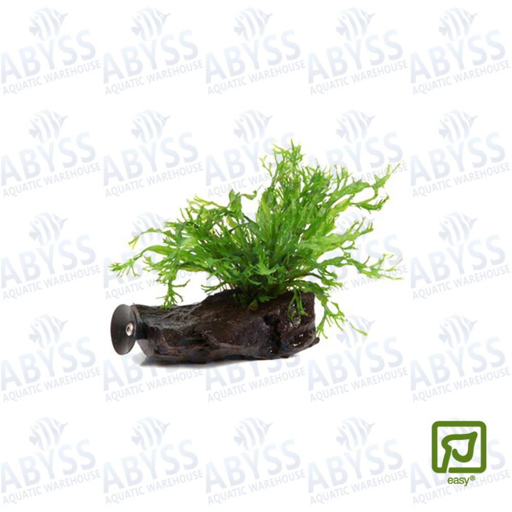Aquarium sales plants online