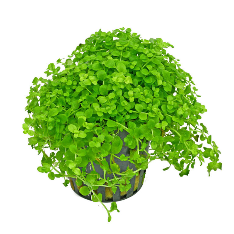 Micranthemum Monte Carlo Potted Best aquarium plants online. Abyss UK.