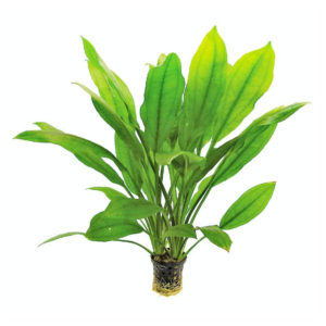 An Amazon Sword Plant will reproduce by shooting a single long stem with runners. About every 3 – 4 inches or so, a new small plant will form. Soon thereafter, the new small plant will develop roots of its own.
