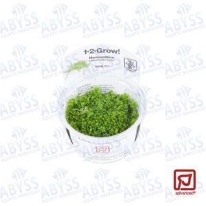 Tropica 1 2 Grow Marsilea Hirsuta Fast Delivery Abyss Aquatics Uk
