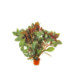 Ludwigia Repens "Diamond Red" Bunched live plant