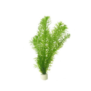 Elodea densa Bunched, is a highly popular live tropical aquarium plant