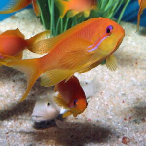 Juv/Female Squamipinnis Lyretail Anthias, Pseudanthias squamipinnis, also go by the name Sea Goldie.