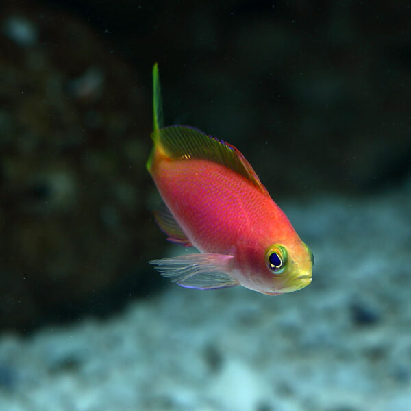 Resplendent Pulcherrimus Anthias Juv/Female, Pseudanthias pulcherrimus, also go by the name Resplendent Goldies or Longfin Anthias.