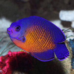 The Coral Beauty, Centropyge bispinosa, also go by the name Twospined Angel or Dusky Angelfish.