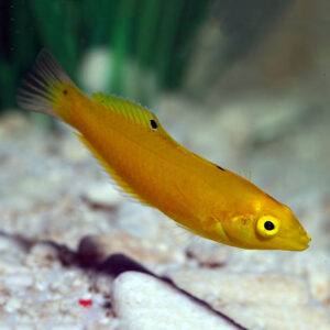 Canary Coris Wrassejuv/Female, Halichoeres chrysus, also go by the name Banana Wrasse.