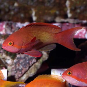 Male Squamipinnis Lyretail Anthias, Pseudanthias squamipinnis, also go by the name Sea Goldie.