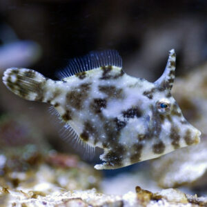 The Aiptasia Eating Filefish, Acreichthys tomentosus, swimming in a tank