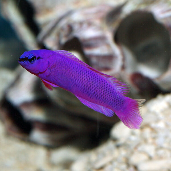 An Orchid Dottyback (Pseudochromis fridmani) showcasing its vibrant purple coloration, swimming gracefully amidst coral formations in a reef aquarium.