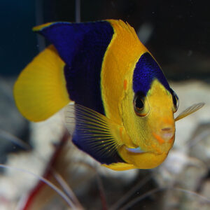 Bicolour Angelfish, Centropyge bicolor, are attractive dwarf angels that make great additions to marine tanks.