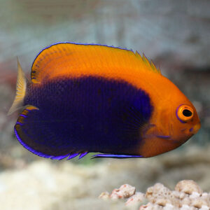 Fireball Angelfish, Centropyge acanthops, also go by the name Orange Back Angelfish.