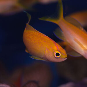 Sunset Parvirostris Anthias Juv/Female, Pseudanthias parvirostris, also go by the name Diamond Head Anthias.