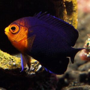 Cherub Angelfish, Centropyge argi, are adorable dwarf angels that make great additions to marine tanks.