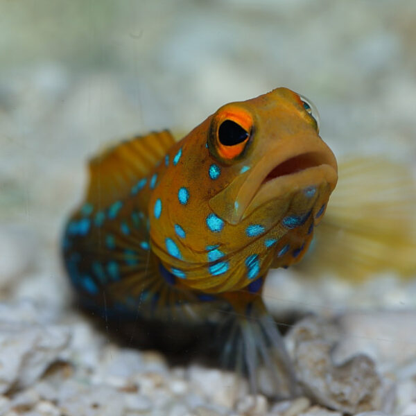 The Blue Spotted Jawfish, Opistognathus rosenblatti, is a visually striking fish with captivating features.