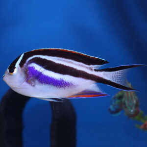 Female Bellus Angelfish (Genicanthus bellus) showcasing its vibrant colours in the aquarium.