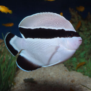 The Bandit Angelfish, Apolemichthys arcuatus, also go by the name Banded Angelfish or Hawaiian Pearly Scale Angelfish.