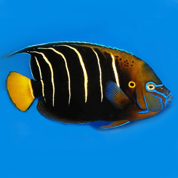 Adult African Angelfish, Pomacanthus chrysurus, also go by the name Ear-spot Angel or Goldtail Angel.
