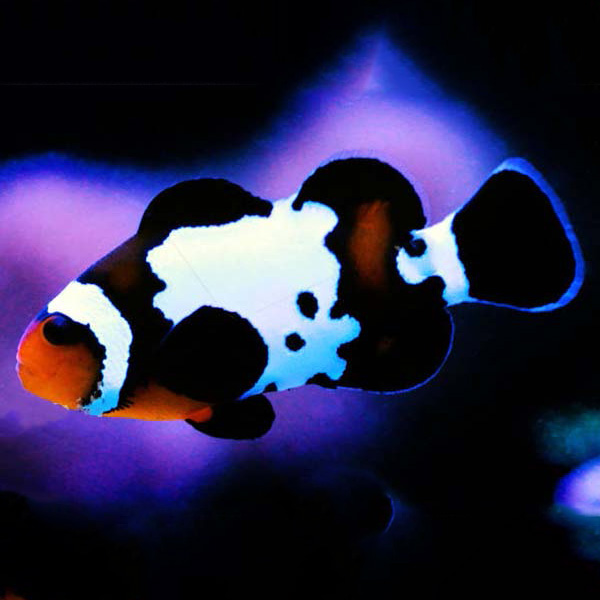 black ice clownfish are beautiful variants of ocellaris