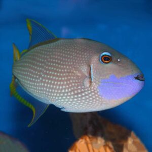 The Male Blue Throat Trigger, Xanthichthys auromarginatus, in the aquarium