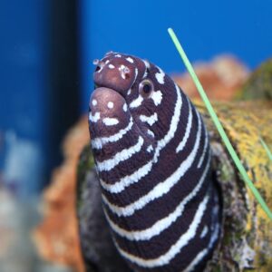 The Zebra Eel, Gymnomuraena zebra, also go by the name Zebra Moray.