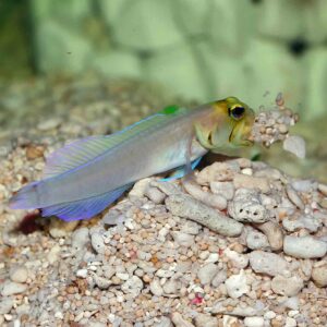 The Yellowhead Jawfish (Opistognathus aurifrons) burrowing in the aquarium