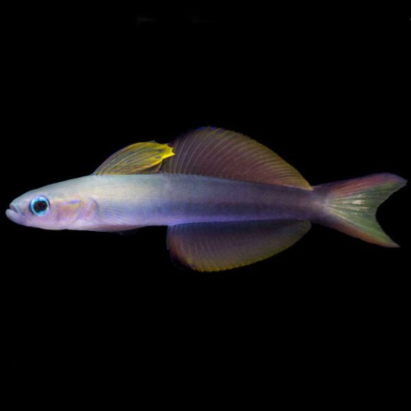 the Blackfin Dartfish / Torpedo goby in the aquarium