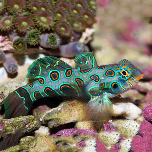 Spotted Mandarins, Synchiropus picturatus, also go by the name Picturesque Dragonet.