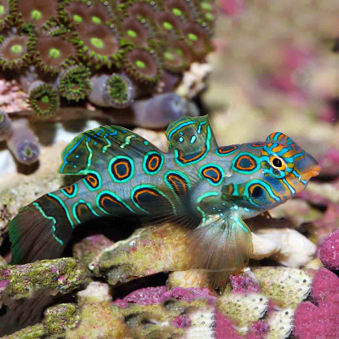 Mandarin fish care top