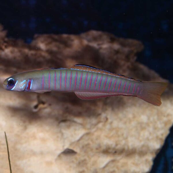 Zebra Barred Dartfish AKA Shotsilk Goby in the aquarium