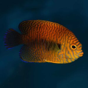 Potters Angelfish, Centropyge potteri, also go by the name Russet Angelfish