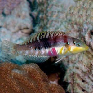 Nebulous Wrasse Female, Halichoeres nebulosus, also go by the name Picture Wrasse.
